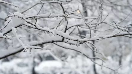 Зима напоминает о себе: в регионах Казахстана ожидаются снег и метель