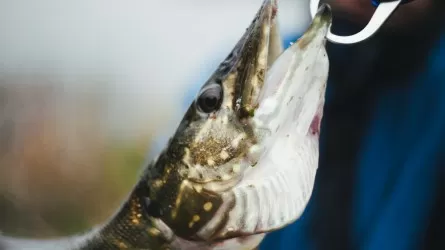 Идеальное время для клева щуки: 90% успеха в погоде и часах