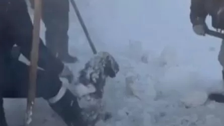 Батыс Қазақстанда ауыл тұрғындары қарға көміліп қалған қойларды құтқарды