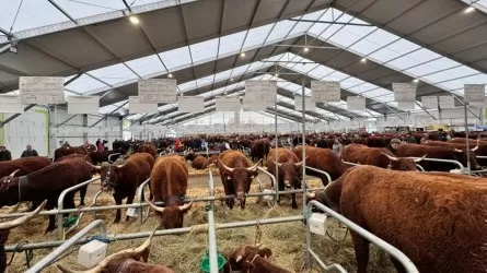 Елімізде сырт мемлекеттерге ірі қара мал етін экспорттауға рұқсат күшіне енді