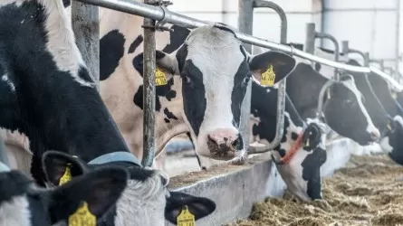 Елімізде ірі қара малдың асыл тұқымын эмбрион деңгейінде жетілдіретін зертхана ашу жоспарда бар