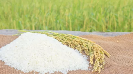 Қызылорданың күрішінен қамысына дейін экспортталып жатыр