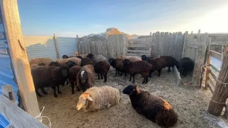 &laquo;Көршісінің қойын ұрлаған&raquo;: Түркістан облысында күдікті ұсталды