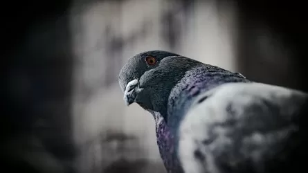 Голубя, застрявшего на дереве, спасли в Караганде  