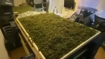 МВД Турции нанесло масштабный удар по наркодилерам: задержаны сотни подозреваемых