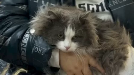 &laquo;Әзіл&raquo; ретінде жасаған&raquo;: Жетісу облысының тұрғыны мысығын кір жуғыш машинада жуған