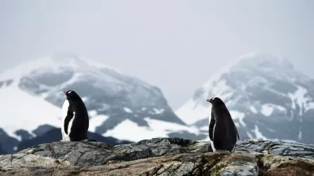 Африканские пингвины стремительно исчезают 