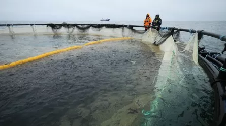Маңғыстауда Орталық Азиядағы алғашқы теңіз аквашаруашылық жобасы іске асуда  