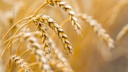 Жаңадан жиналған астықтың 3,9 млн тоннасы экспортталды