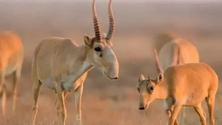 Еліміз киік мүйізін экспорттауға мүмкіндік алды