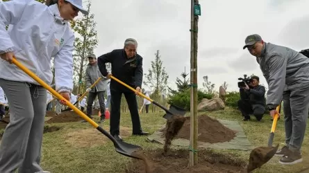 Биыл елімізде 335,6 миллион ағаш егілді