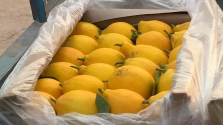 Сарыағаштық шаруа жылына 200 тонна лимон жинап отыр