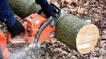 Жамбыл облысында мектептің талын кесіп жатқан жұмысшы абайсызда көз жұмды