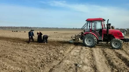 Түркістан облысының шаруалары қыста картоп пен қырыққабат егіп жатыр 