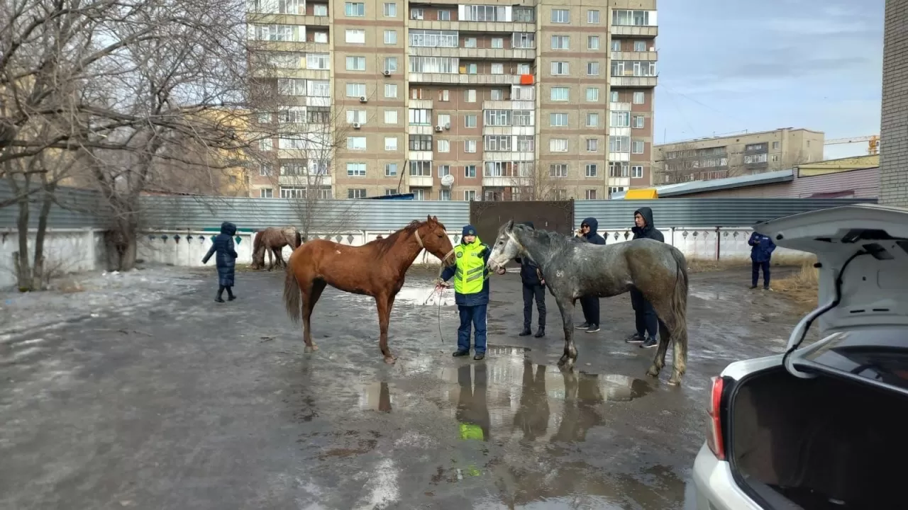 В Семее вновь бегали по улицам лошади 