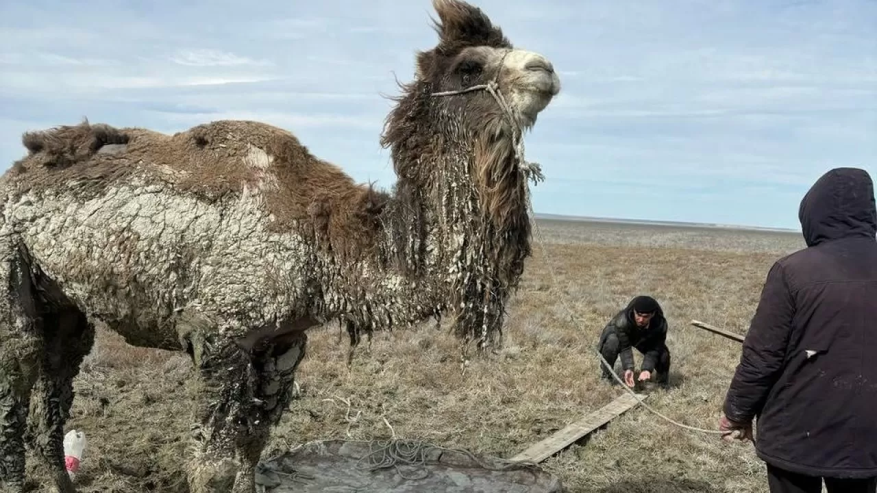 Вытаскивать из грязи верблюда пришлось спасателям в Кызылординской области