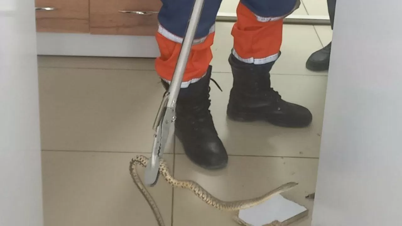 Змею поймали в торговом доме Тараза 