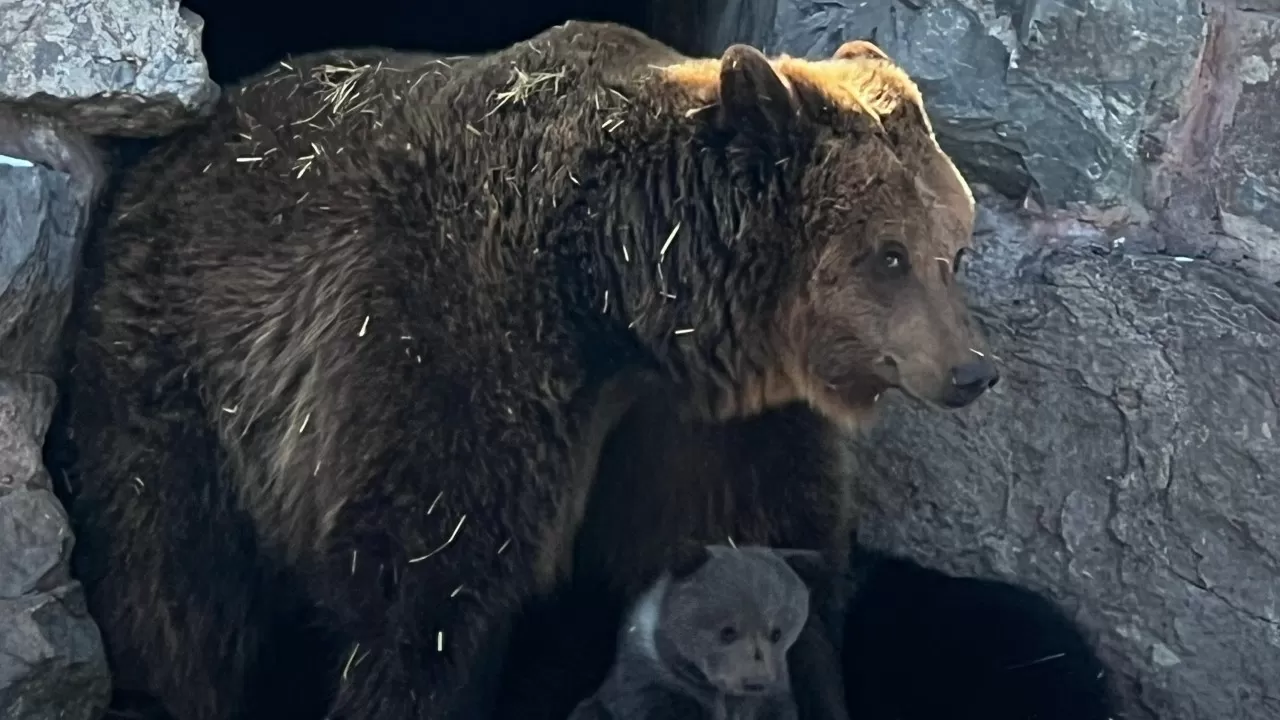 Сразу три медвежонка родились в зоопарке Усть-Каменогорска 