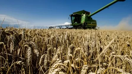 Насколько в Казахстане выросло производство сельхозпродукции