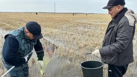 Рыбу спасают в Костанайской области 
