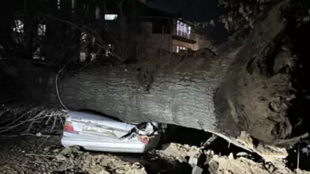 Алматыда аулада тұрған автокөлікке алып ағаш құлады