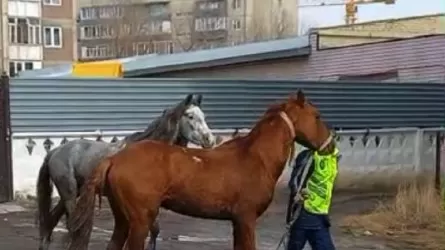 Лошади в Семее: установлен собственник 