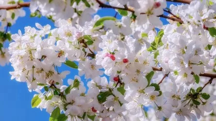 24 марта: какие праздники отмечаются в Казахстане и мире
