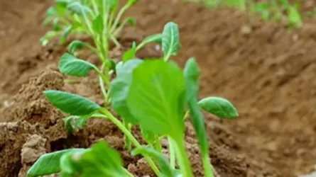 Шымкентте көктемгі егіс науқаны басталды
