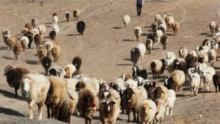 Атырау облысындағы ауданда малды тасқын су бармайтын қауіпсіз аумаққа шығару ұсынылды