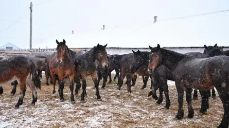 В Казахстане вывели новую породу лошадей