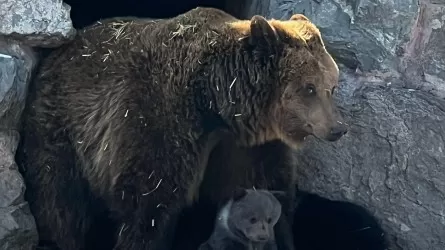 Сразу три медвежонка родились в зоопарке Усть-Каменогорска 