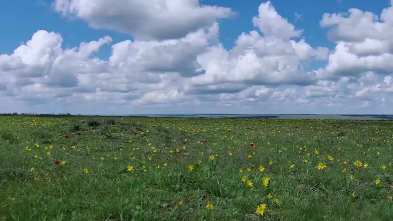 Букет тюльпанов на 12 млн тенге насобирала жительница Туркестанской области