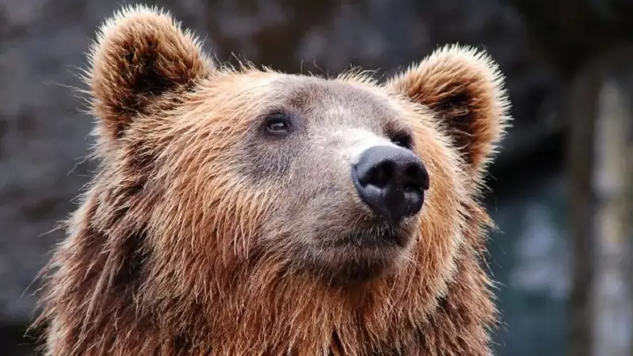 Тяньшаньских бурых медведей засняли на Кольсайских озерах