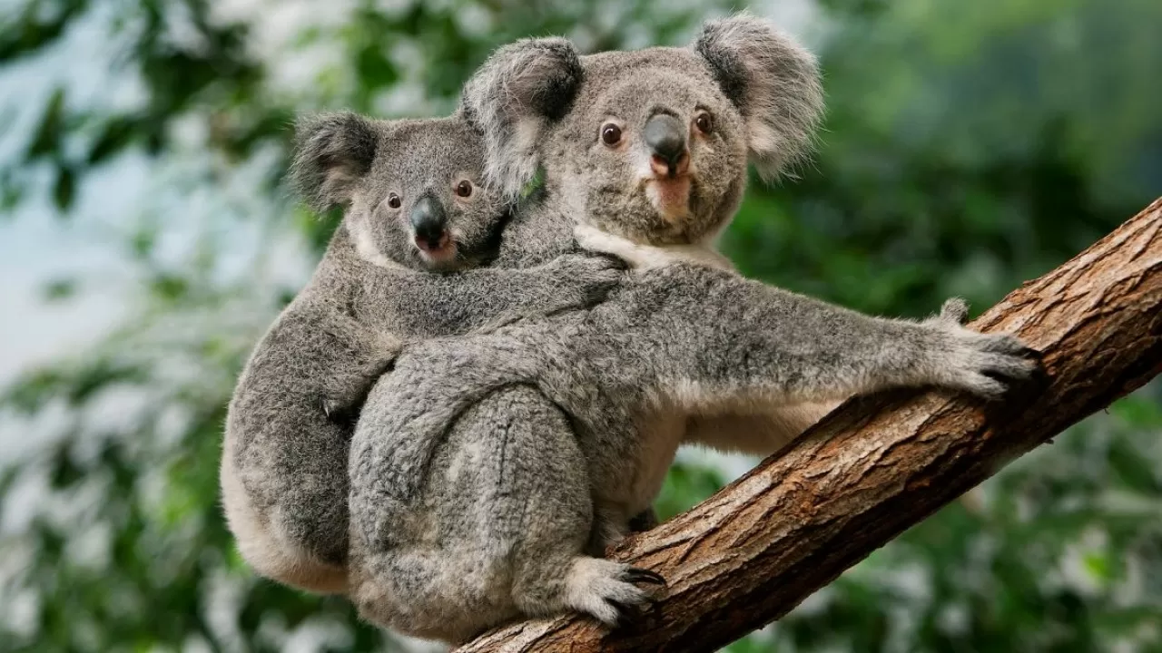 Аустралияда биліктің рұқсатымен 700 коала атылды