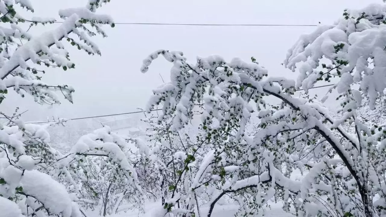 Диқандар: Ел бойынша төтенше жағдай жариялау қажет