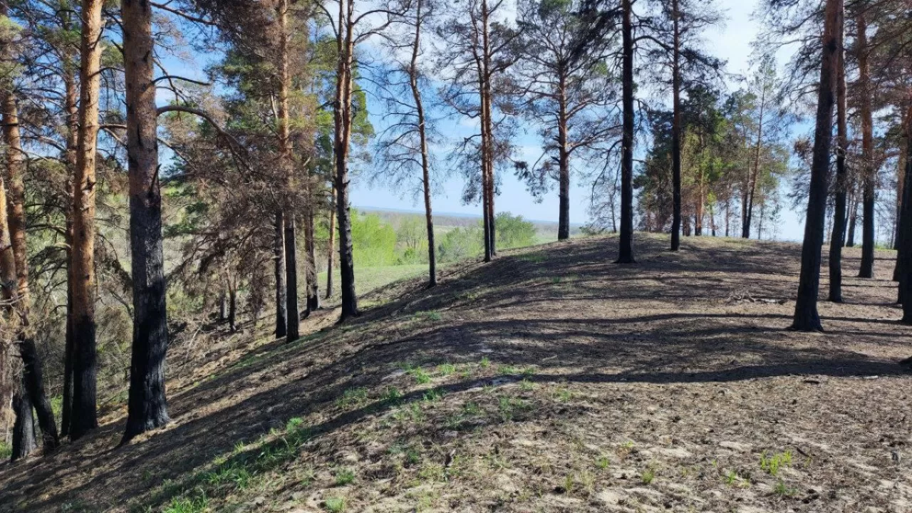 2023 жылы тілсіз жау шарпыған "Семей орманы" өрт маусымына тағы дайын емес – министр