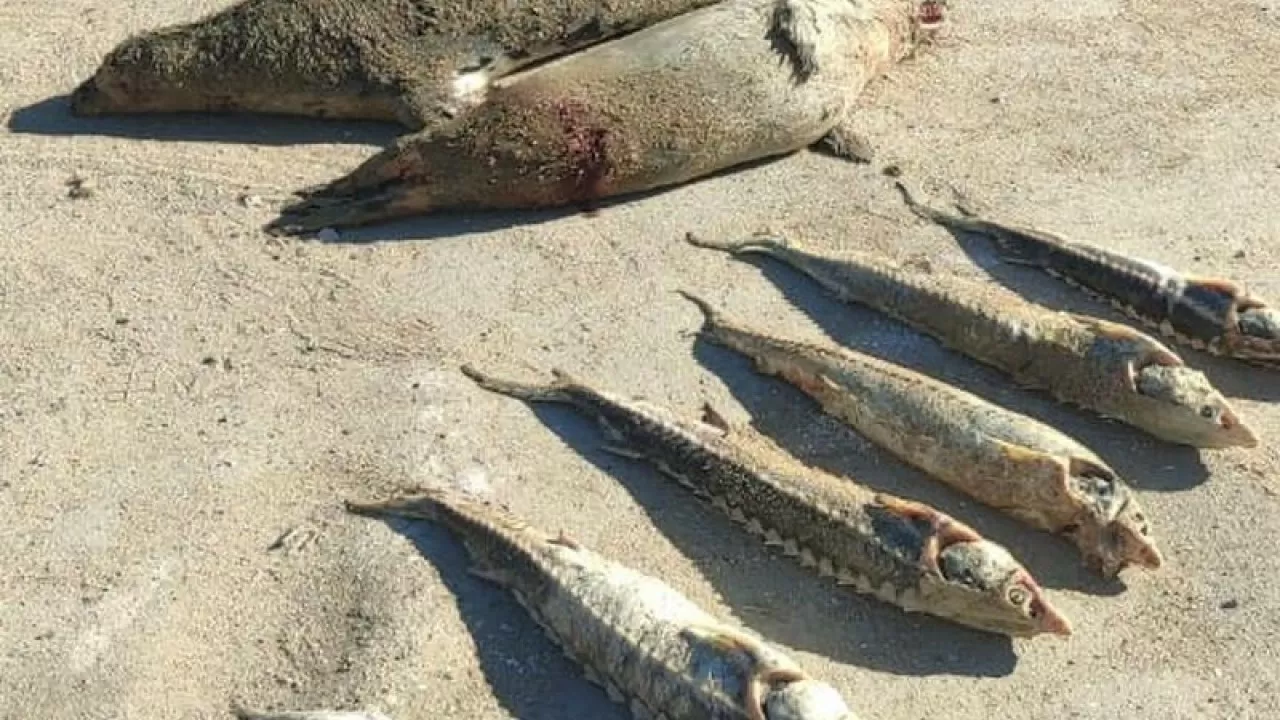 Тюлени вновь стали жертвами браконьеров на Каспии в Магистауской области 