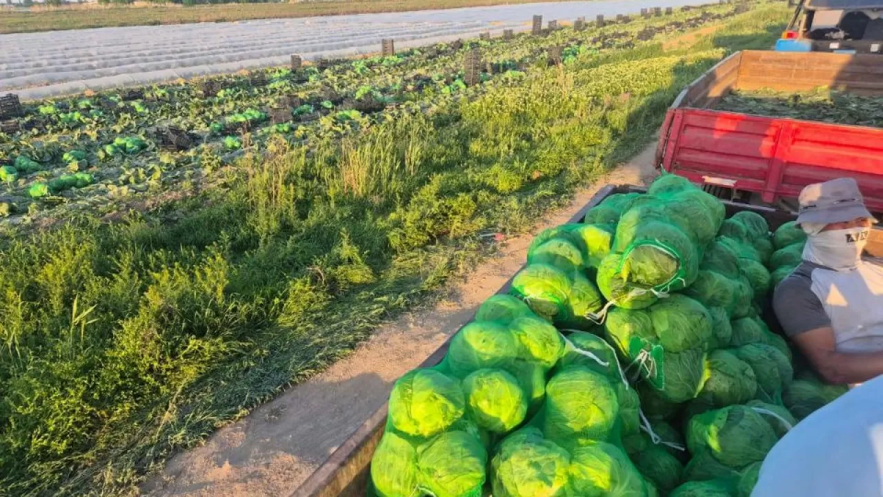 Түркістан облысының шаруалары қырыққабаттың алғашқы өнімін жинады 