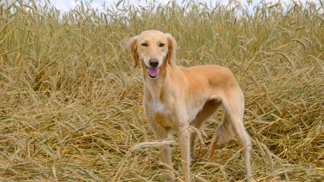 Қазақ тазысының әлі күнге әлемдік мойындалмауына кінәлілер анықталды