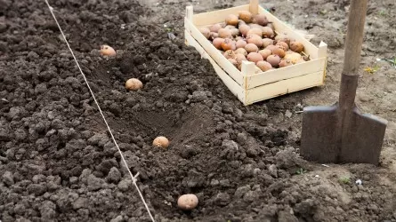 Назван благоприятный день для посадки картофеля 