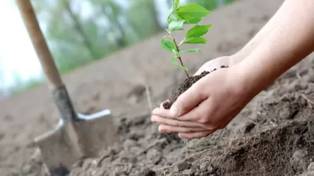 Более 1 млрд тенге выделено на озеленение Актау