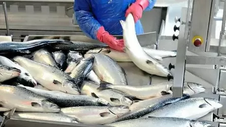 Арал балығы 8 елге экспортталды 