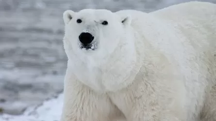 На Крайнем Севере белый медведь погнался за мужчиной  