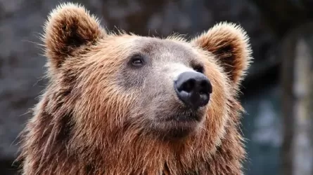 Тяньшаньских бурых медведей засняли на Кольсайских озерах