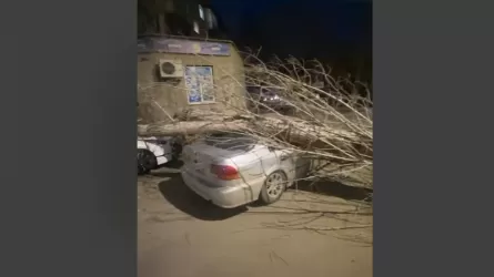 Два автомобиля раздавило огромным деревом в Усть-Каменогорске
