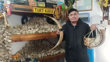 Ақтөбе тұрғыны жиналған асық саны бойынша Гиннесс рекордтар кітабына енуге ниетті 