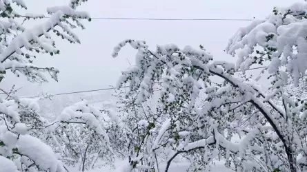 Диқандар: Ел бойынша төтенше жағдай жариялау қажет