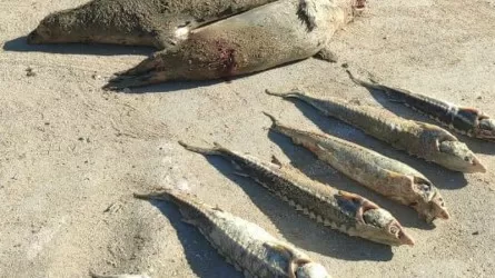Тюлени вновь стали жертвами браконьеров на Каспии в Магистауской области 