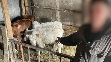 Солтүстік Қазақстанда күдіктілер қожалықтан 50 бас асыл тұқымды бұзау ұрлаған