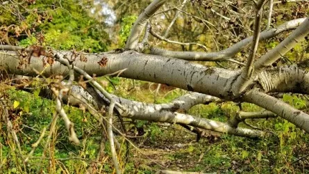 Дерево рухнуло на припаркованные машины в Балхаше 
